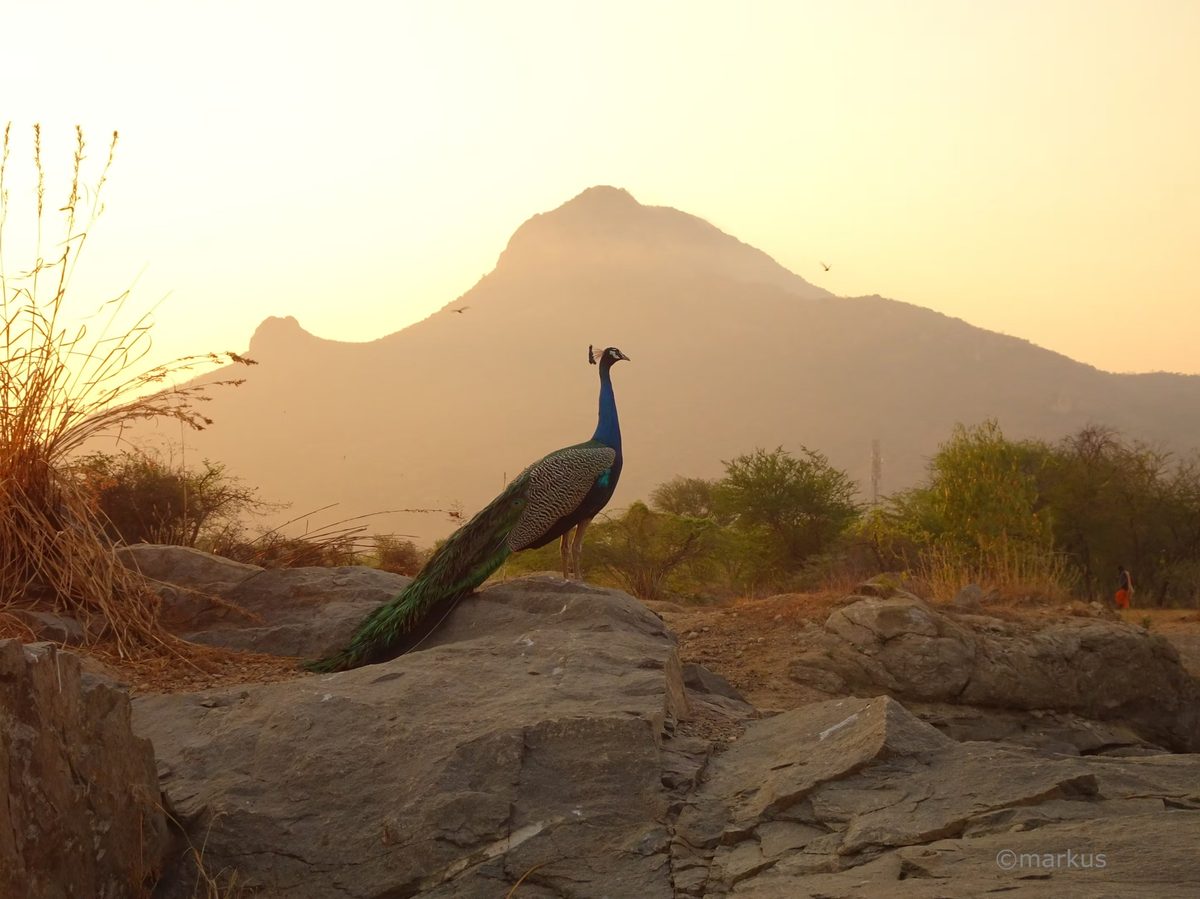 A peacock before the mountain